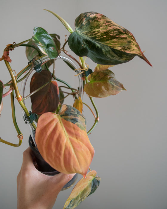 Philodendron 'Micans' Variegated - 4"