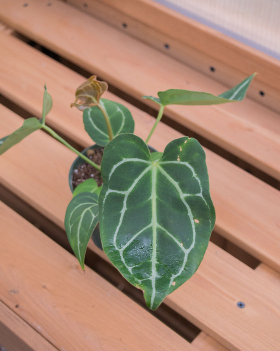 Anthurium Crystallinum - 4"