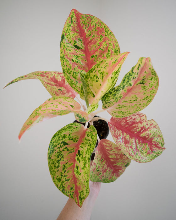 Aglaonema 'Red Mahasetti' - 4"