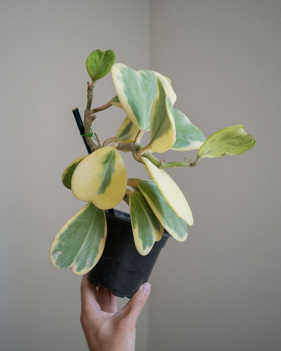 Hoya Kerrii 'Variegata' - 4"