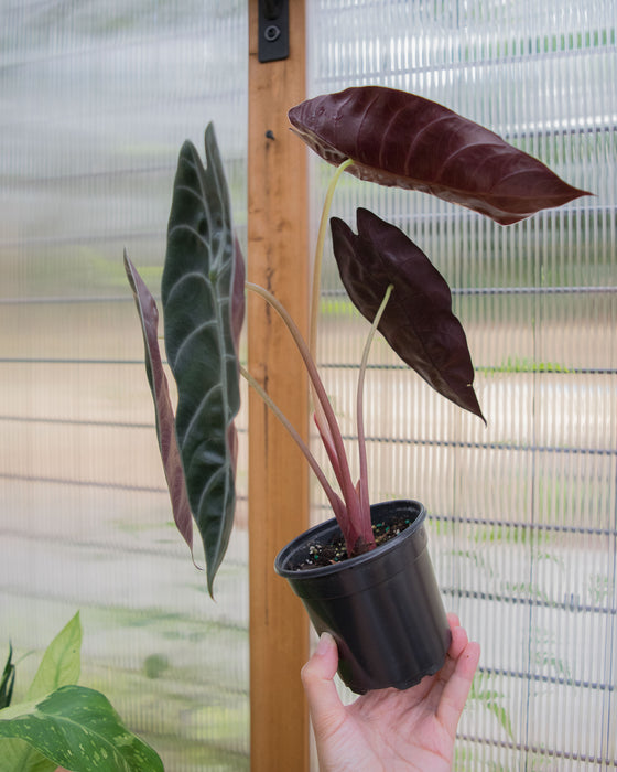 Alocasia Longiloba 'Watsoniana' - 4"