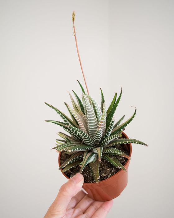 Haworthia Attenuata f. Variegata - 4"