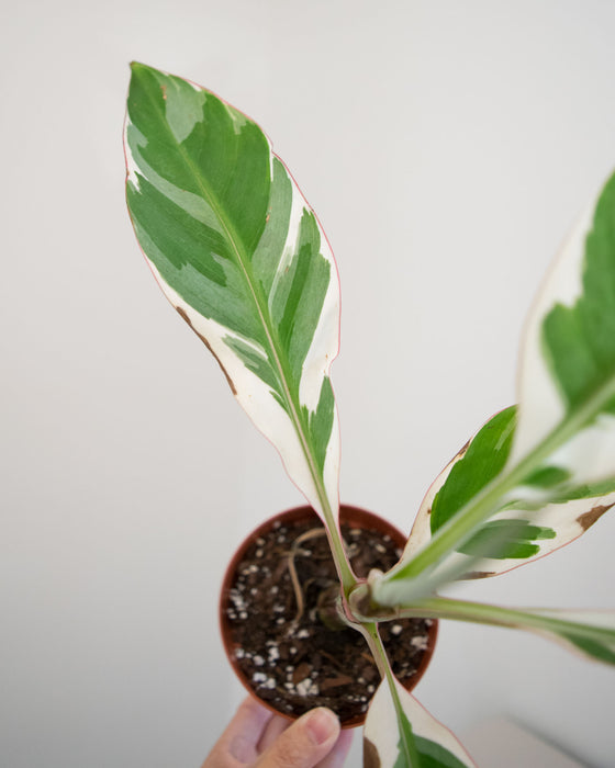 Musa sp. 'Florida Variegated' - 4" (Pick Up Only)