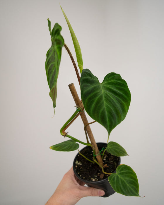 Philodendron 'Verrucosum' - 4"