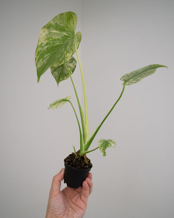 Monstera Deliciosa 'Mint' Variegated - 4"