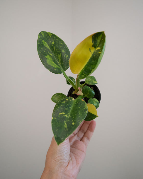 Philodendron 'Congo Green Marble Variegated' - 2"