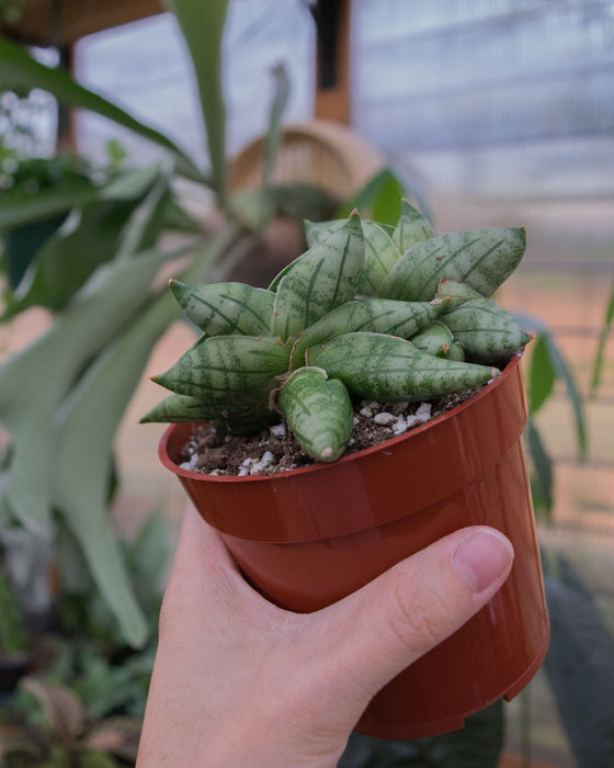 Sansevieria 'Bonji' - 4"