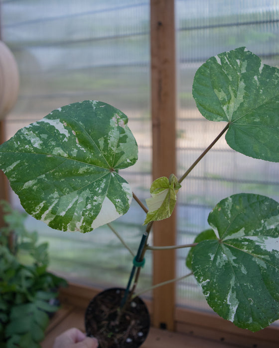 Hibiscus Tiliaceus ‘Variegata’  - 4" (Pick Up Only)