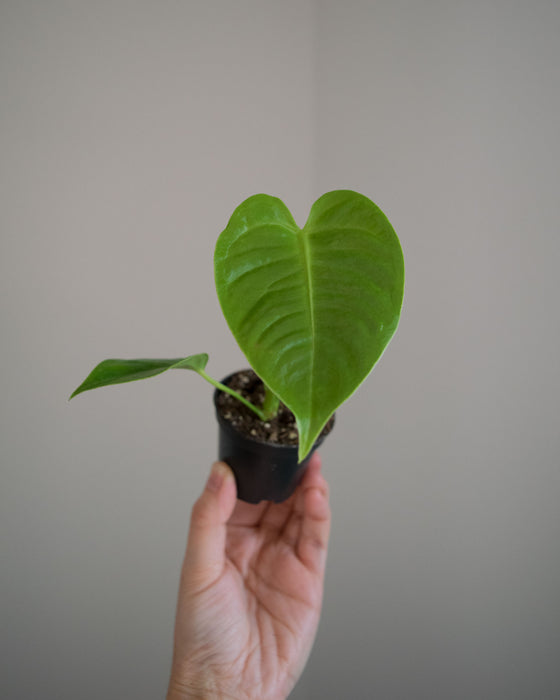 Anthurium 'Veitchii' - 2"
