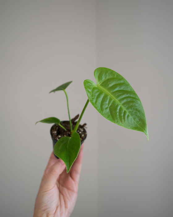 Anthurium 'Veitchii' - 2"