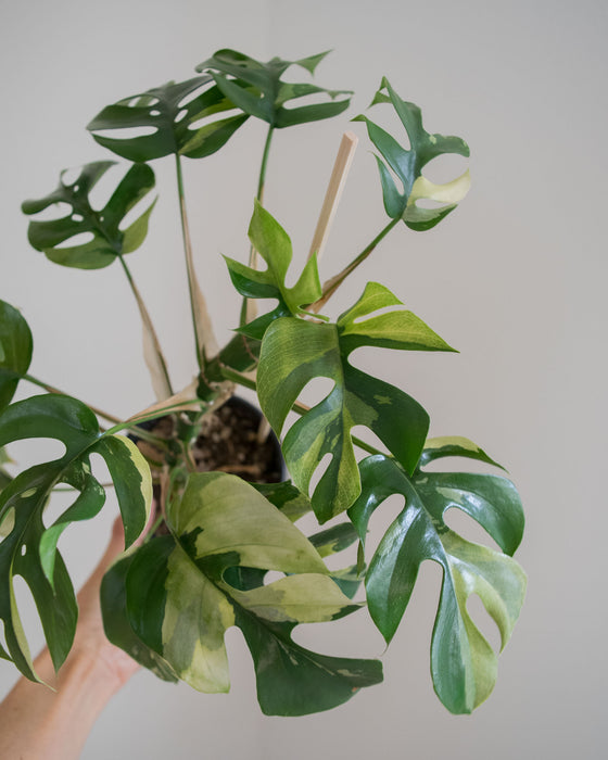 Rhapidophora Tetrasperma 'Albo Variegata' - 4"