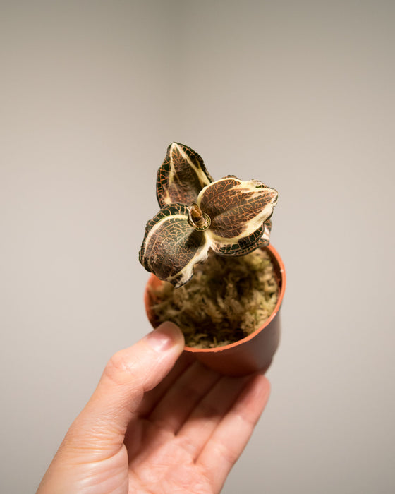 Anoectochilus Roxburghii Variegata 'Jewel Orchid' - 2"