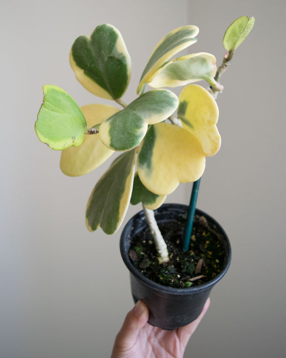 Hoya Kerrii 'Variegata' - 4"