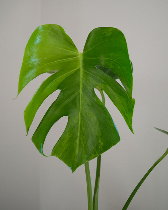Monstera Deliciosa 'Aurea' Variegated - 4" (Pick Up Only)