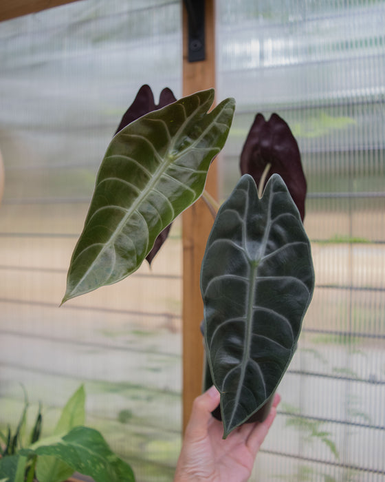 Alocasia Longiloba 'Watsoniana' - 4"