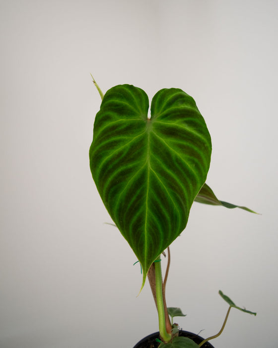 Philodendron 'Verrucosum' - 4"