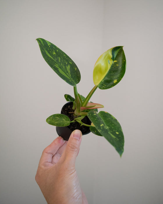 Philodendron 'Congo Green Marble Variegated' - 2"