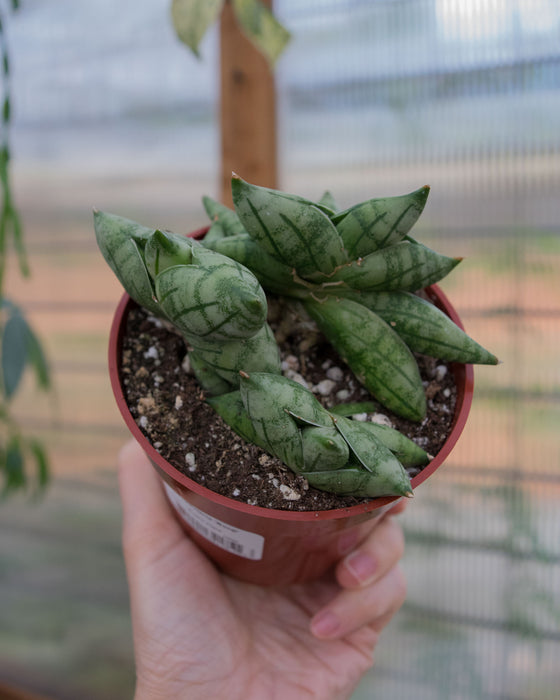 Sansevieria 'Bonji' - 4"