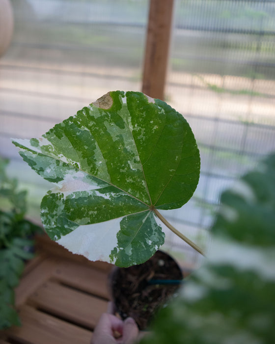 Hibiscus Tiliaceus ‘Variegata’  - 4" (Pick Up Only)