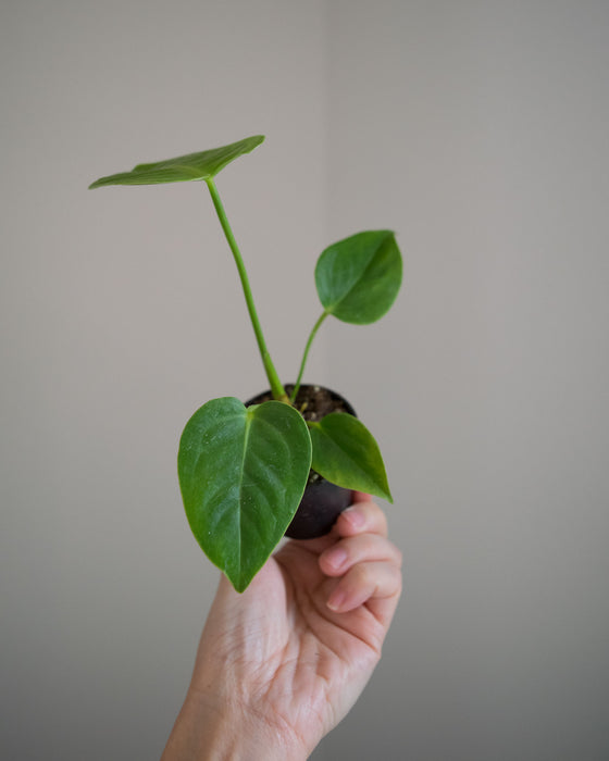 Anthurium 'Veitchii' - 2"