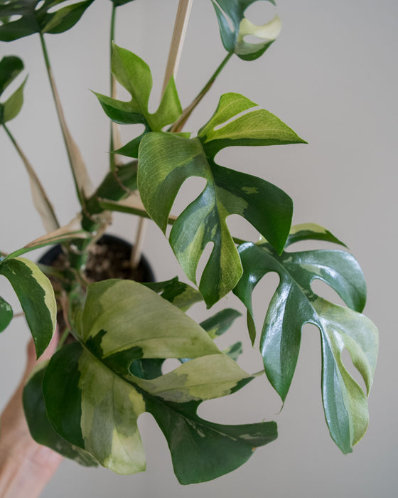 Rhapidophora Tetrasperma 'Albo Variegata' - 4"