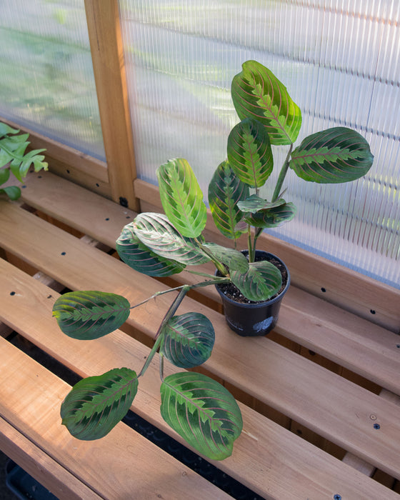 Maranta Leuc. Erythreoneura 'Red Prayer' - 4"