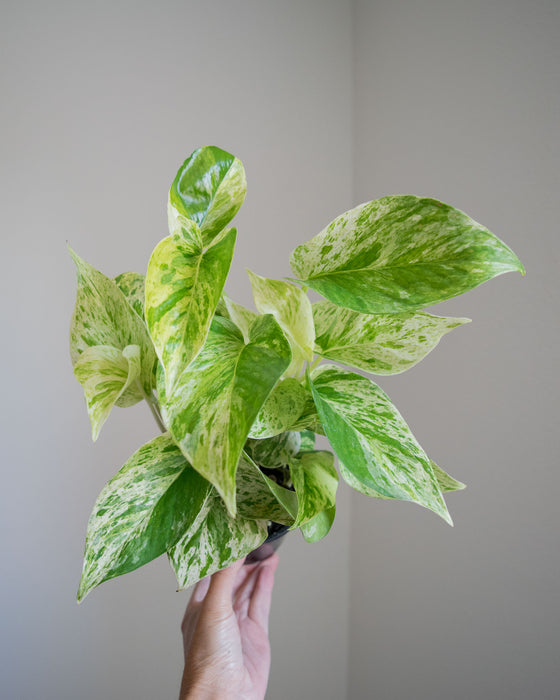 Pothos Marble Queen- 4"