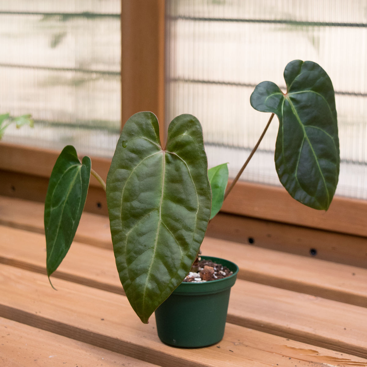 anthurium nigrolaminum gigi care Anthurium Nigrolaminum 'Gigi' Hybrid