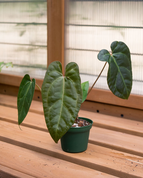 anthurium nega Anthurium Nigrolaminum 'Gigi' Hybrid