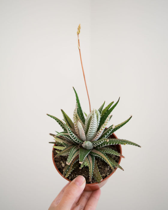 Haworthia Attenuata f. Variegata - 4"