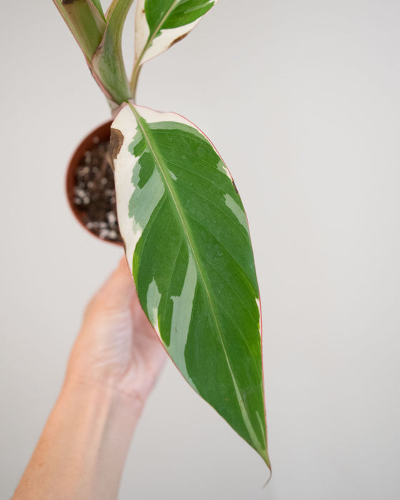 Musa sp. 'Florida Variegated' - 4" (Pick Up Only)
