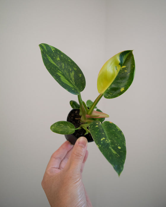 Philodendron 'Congo Green Marble Variegated' - 2"