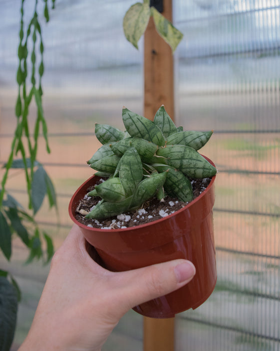 Sansevieria 'Bonji' - 4"