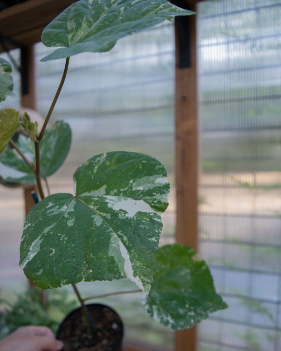 Hibiscus Tiliaceus ‘Variegata’  - 4" (Pick Up Only)