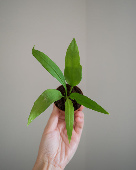 Anthurium 'Vittarifolium' - 2"