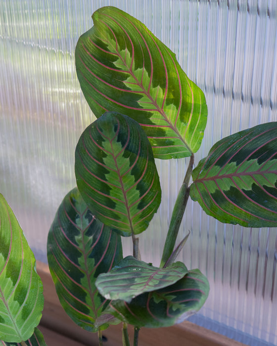 Maranta Leuc. Erythreoneura 'Red Prayer' - 4"