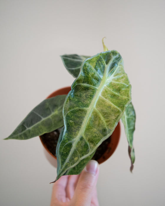 Alocasia Amazonica 'Aurea Splash' - 4"