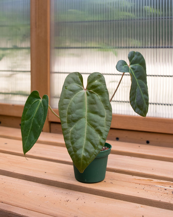 Anthurium Nigrolaminum 'Gigi' Hybrid - 3"