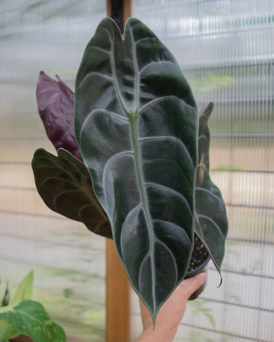 Alocasia Longiloba 'Watsoniana' - 4"