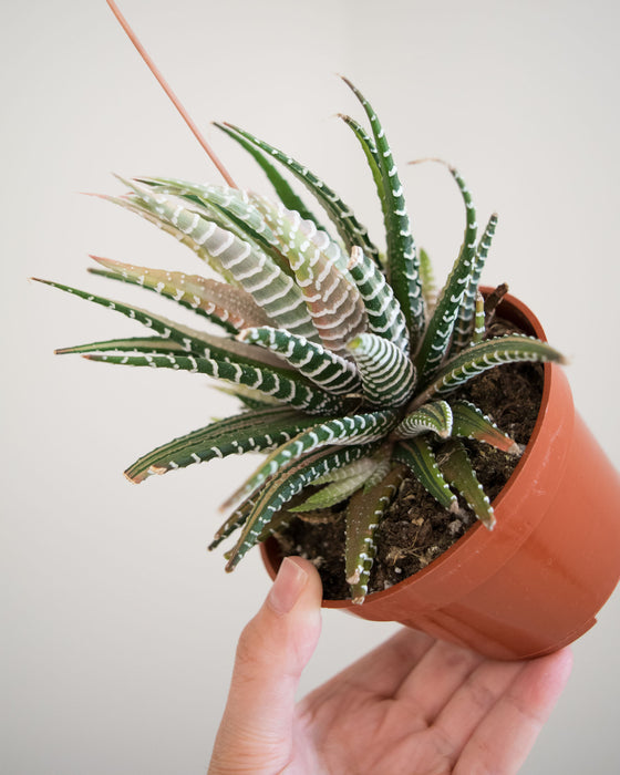 Haworthia Attenuata f. Variegata - 4"