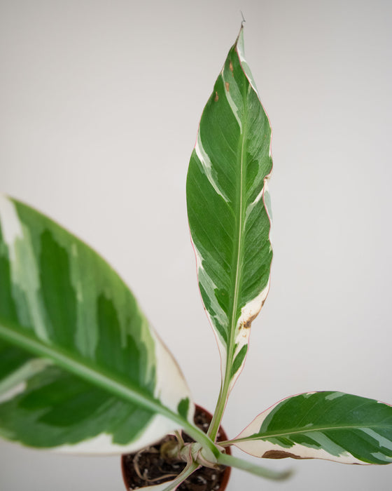 Musa sp. 'Florida Variegated' - 4" (Pick Up Only)