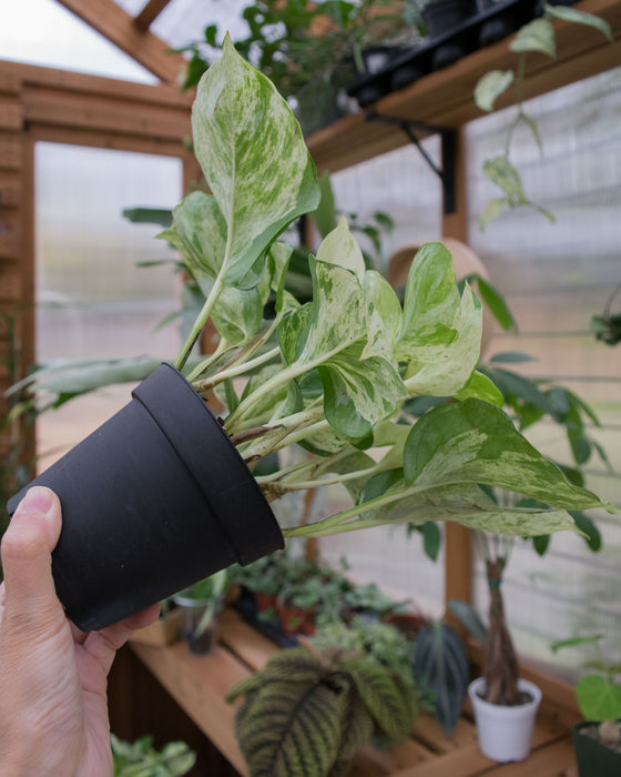 Pothos Manjula 'Compacta' - 4"