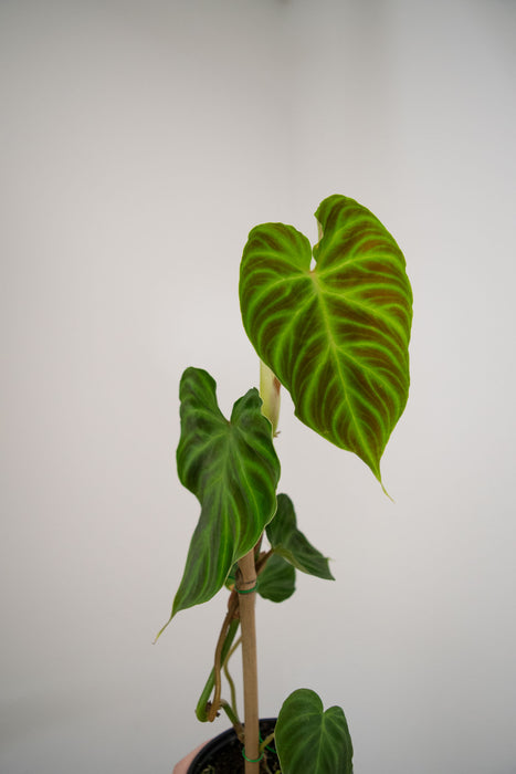 Philodendron 'Verrucosum' - 4"