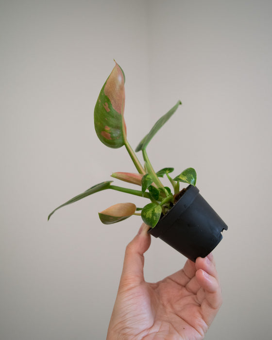 Philodendron 'Congo Green Marble Variegated' - 2"