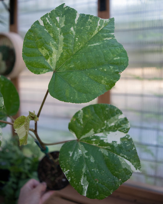 Hibiscus Tiliaceus ‘Variegata’  - 4" (Pick Up Only)