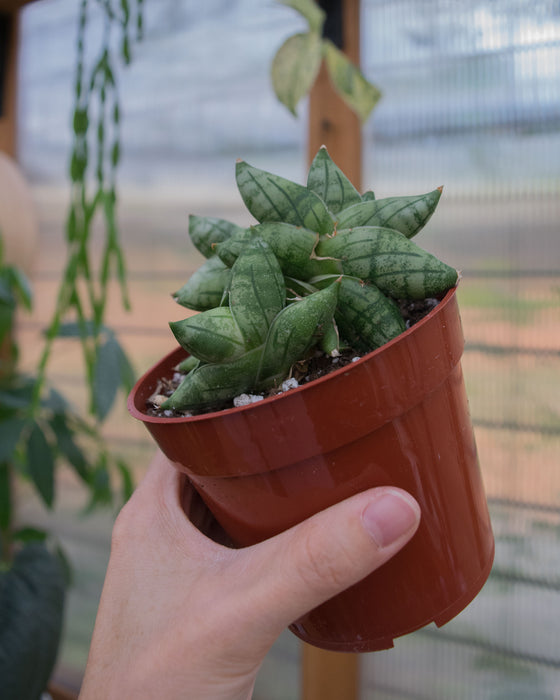 Sansevieria 'Bonji' - 4"