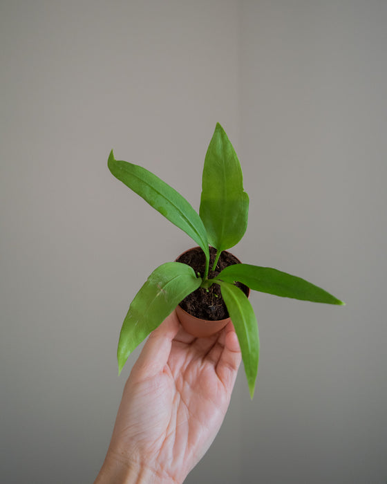 Anthurium 'Vittarifolium' - 2"