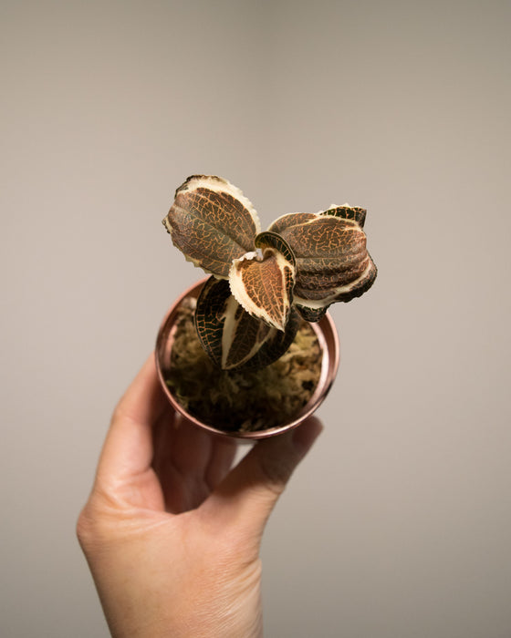 Anoectochilus Roxburghii Variegata 'Jewel Orchid' - 2"