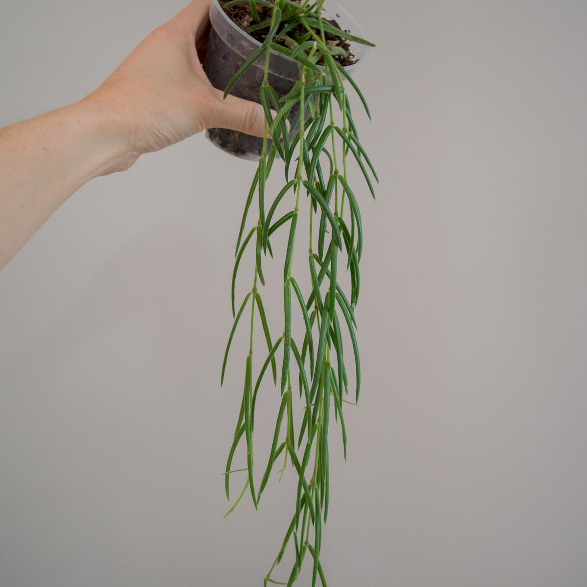 セールホヤ リネアリス Hoya linearis 大苗サクララン　80cm Hoya Linearis - 4”– Jungle Cat Greenhouse