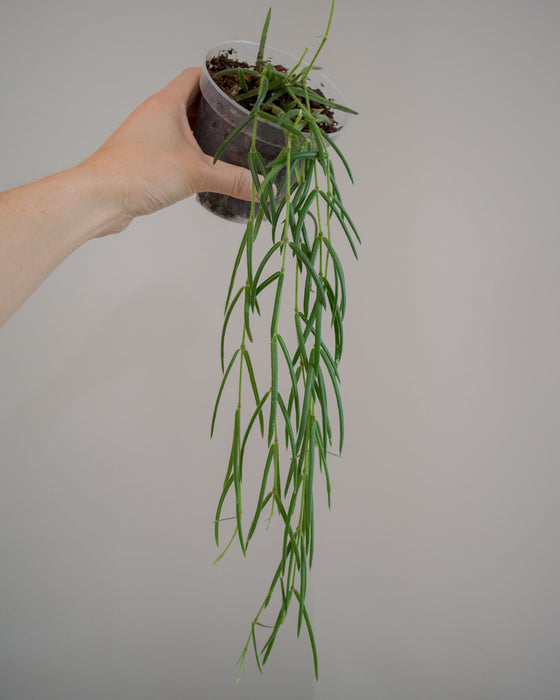 Hoya Linearis - 4”